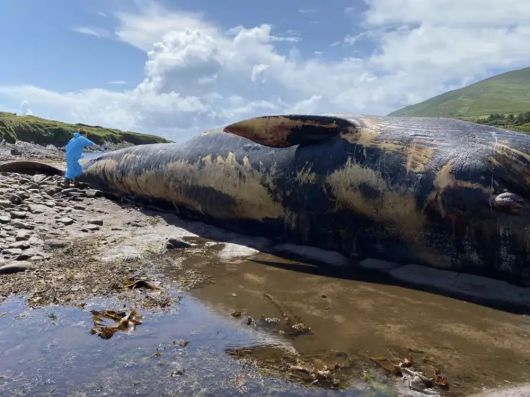 지난 7월 폭발 위험에 아일랜드 남부 도시 발린스켈리그스 해변에 떠밀려 온 참고래 사체 부검을 하지 못하고 피부 실험용 시료만을 긁어내고 있는 연구진. /IWDG