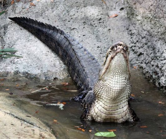 미국 텍사스 동물원에서 사육하는 미시시피 악어 수컷이 암컷을 찾는 번식기 특유의 몸짓을 보이고 있다. /Texas Zoo Facebook