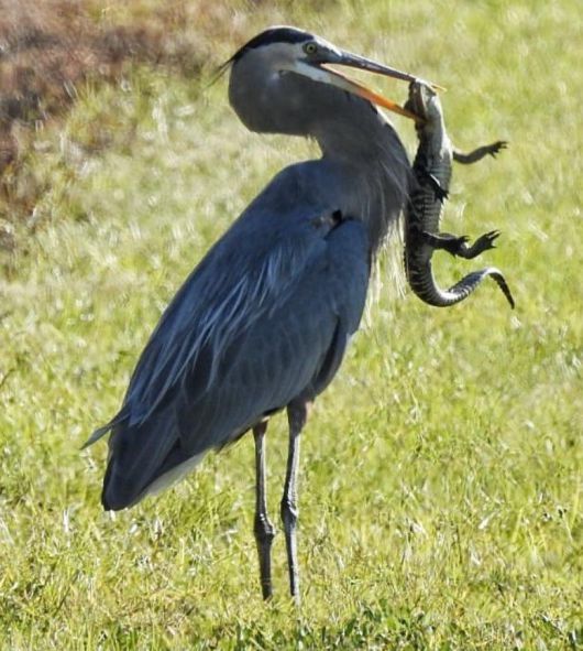 미국 플로리다에서 왜가리가 새끼 미시시피 악어를 부리로 물어 삼키기 직전의 모습. /Shellie Gilliam Facebook