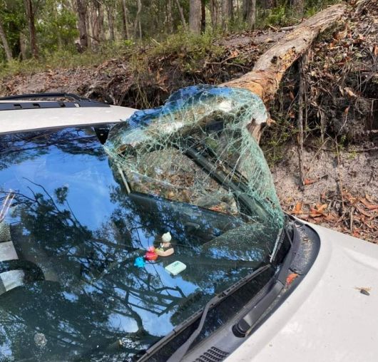 차량 전면 유리를 뚫고 들어간 나무. /Madill Motor Group