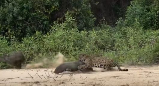 재규어가 세계 최대의 설치류인 카피바라를 습격해 사냥에 성공하고 있다. /FiveZero Safaris Youtube 캡처