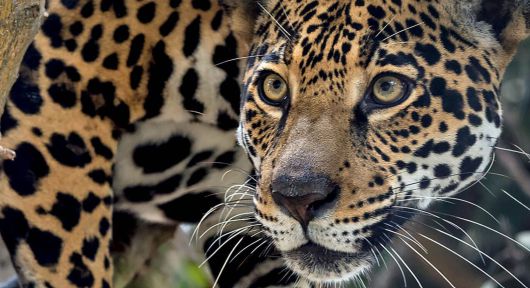 정면에서 본 재규어의 얼굴. 표범과 비교해 머리가 큰 편이다. /San Diego Zoo