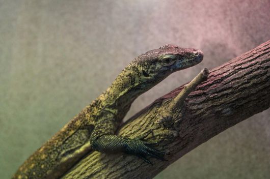 워싱턴 스미스소니언동물원에서 사육중인 수컷 코모도왕도마뱀. 정상적인 짝짓기가 아닌 어미의 단성생식을 통해 태어났다. /Smithsonian National Zoo