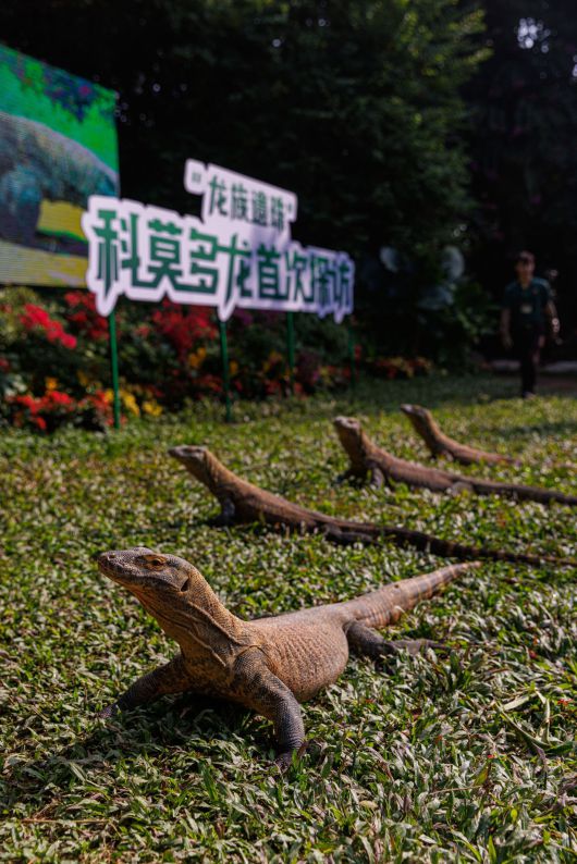 광저우의 치메롱 사파리 공원에서 최근 공개된 코모도왕도마뱀의 새끼들. /People's Daily - Hong Kong Instagram