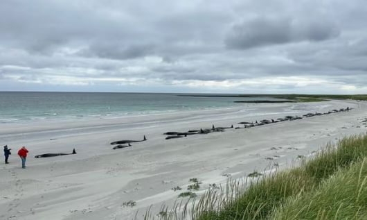 7월 11일 오전 10시 45분에 촬영된 오크니의 샌데이에 좌초된 참거두고래. /영국 다이버 해양 생물 구조대