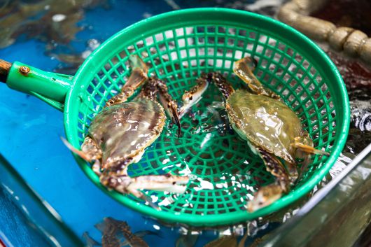 남당항 수산 시장 수족관마다 대하와 꽃게가 가득하다. 여름 금어기 해제 후 9~10월엔 수꽃게가 맛이 좋다고 알려져있다. / 이건송 영상미디어 기자