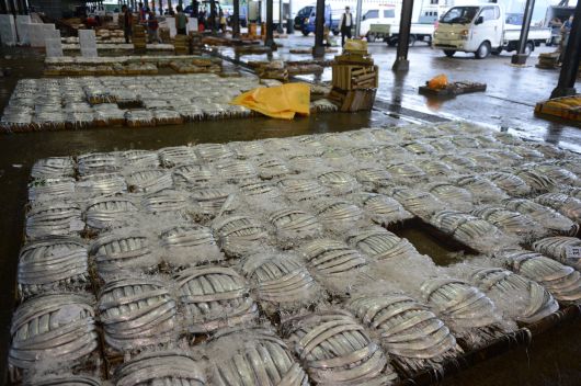 먹갈치 경매를 기다리는 모습(목포수협 위판장)