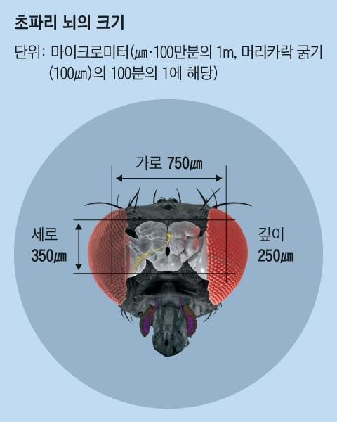 조선일보