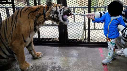 일본 홋카이도 삿포로에 있는 동물원 '노스 사파리 삿포로'에서 한 아이가 우리에 들어가 호랑이에게 직접 먹이를 주고 있다./i4u.gmo