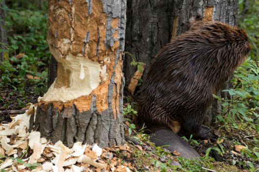 비버가 평생 자라는 이빨을 이용해 나무를 쓰러뜨리기 위해 쏠고 있다./National Parks Service