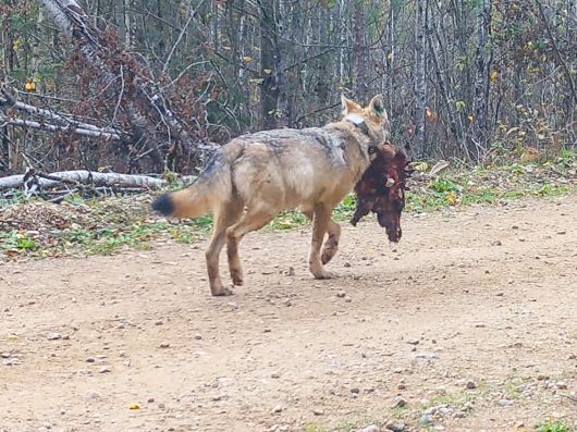 늑대가 비버의 사체를 물고 가족에게 가고 있다. 좀처럼 보기 드문 장면이다./Voyageurs Wolf Project