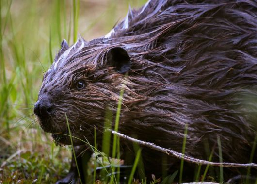 2017년 6월 호스슈 호수 산길(Horseshoe Lake Trail)에서 발견된 비버의 모습. 북미에서 가장 덩치가 큰 설치류다. /National Parks Service