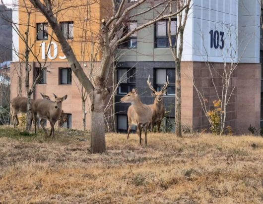 지난 5일 전남 순천 용당동의 한 아파트 단지에서 포착된 사슴 무리. /뉴스1