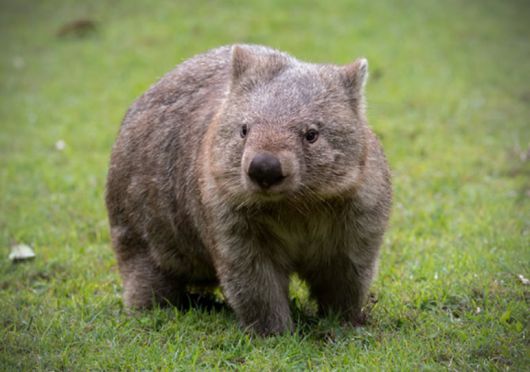 웜뱃. /호주 동물원 홈페이지