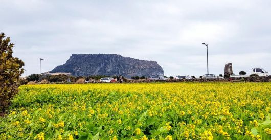 성산일출봉을 병풍처럼 드리운 성산 유채꽃밭. 비짓제주.