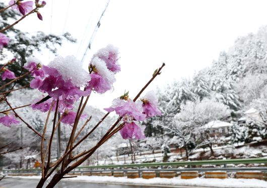 갑자기 떨러진 기온에 곳곳에 봄눈이 내린 13일 강원 화천군 광덕산 인근에 핀 진달래 위로 눈이 쌓여 있다./연합뉴스