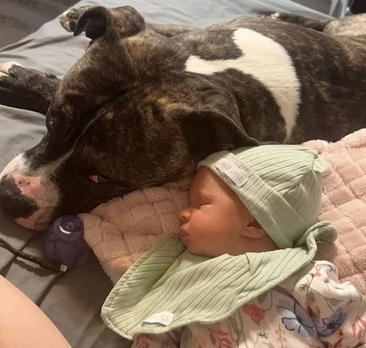 엘리자 터너가 핏불테리어 곁에서 자는 모습./페이스북