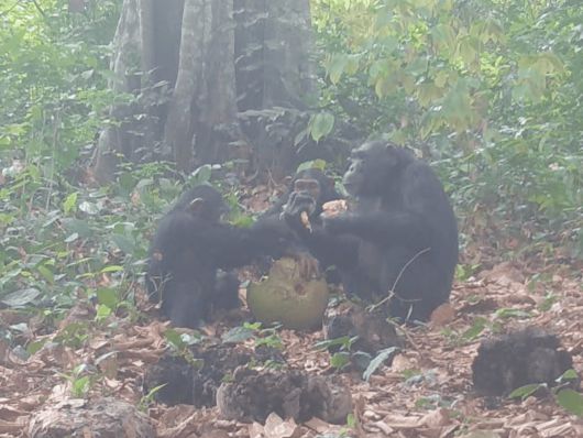 연구진은 침팬지들이 과일을 나눠먹는 행위에 주목했다./엑서터대학교