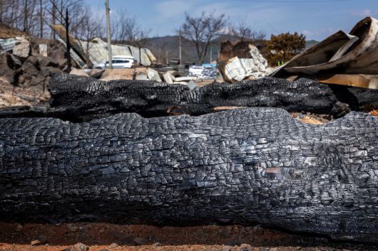 대들보 등으로 쓰려고 말리던 소나무와 가구로 쓰려던 참죽나무 등이 나뒹굴었다. /이건송 영상미디어 기자