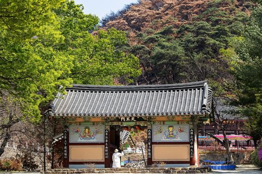 의성 '고운사' 천왕문 너머 검게 탄 산과 신록의 대비가 확연하다. / 양수열 영상미디어 기자