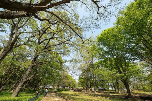 '사촌리가로숲'은 선조들의 지혜가 담겨있는 방풍림이다. 신록의 계절에 접어든 숲에선 시원한 바람소리, 새소리를 실컷 감상할 수 있다. / 양수열 영상미디어 기자