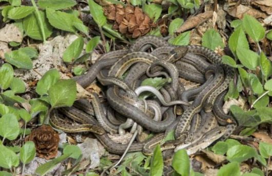 비교적 소규모로 이른바 '흘레공'을 만든 암수 가터뱀들./Jeff Mitton. University of Colorado Boulder
