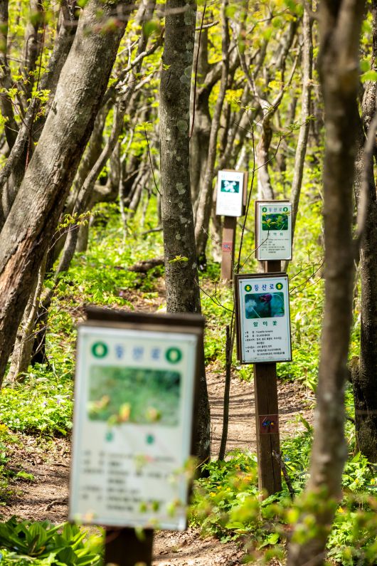 야생화 안내판이 세워진 구간. 등산이나 드레킹뿐 아니라 야생화 촬영을 위해 찾는 사진 동호인들도 적지 않다. / 이신영 영상미디어 기자