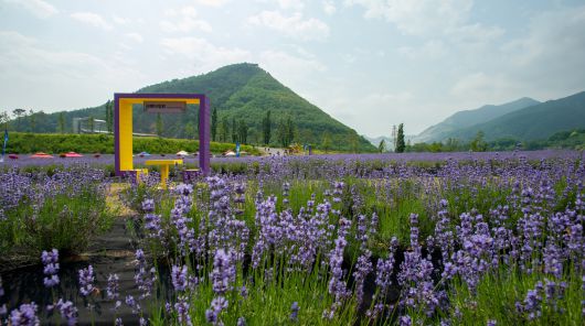 폐산업 시설이었던 채석장을 복합 관광 단지로 꾸민 강원도 동해 '무릉별유천지'의 라벤더 군락. '무릉별유천지 라벤더 축제'는 6월 14일부터 22일까지다. / 동해시