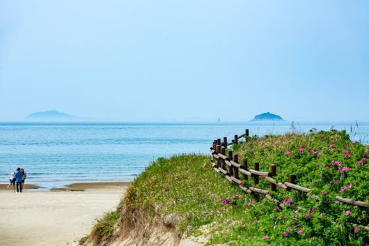 '신두리 해안사구'는 전국 최대 해당화 군락지이기도 하다. 제철 맞은 해당화가 탐방객들을 마중 나온다. / 김용재 영상미디어 기자