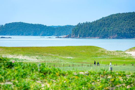 하늘색을 닮은 바다 곁에서 오래도록 시간을 축적해온 신두리 해안사구에 해당화를 비롯해 야생화 융단이 깔렸다. / 김용재 영상미디어 기자