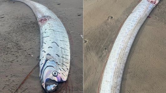 일명 ‘종말의 날 물고기’(Doomsday fish)로 불리는 거대 산갈치가 호주 해변에서 발견됐다. /X(옛 트위터)