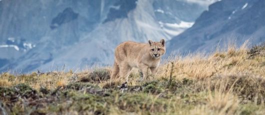 파타고니아 고원을 활보하고 있는 퓨마/Cascada Travel