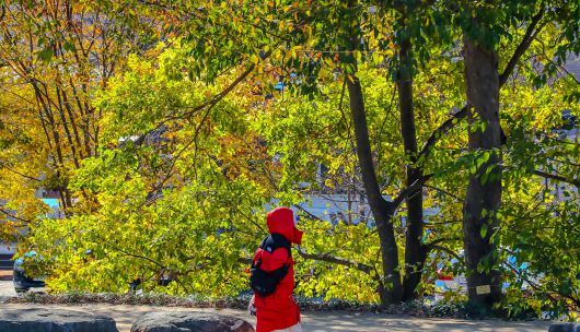 지난해 11월 전남 담양 관방제림. 절기상 겨울이 시작된다는 입동이 지났지만 온난화 탓에 단풍이 잘 들지 않아 푸릇한 나무가 많은 모습이다. 전형적인 봄과 가을의 모습이 희미해져가면서 '계절 향수병'을 일으키기도 한다. /조선일보DB
