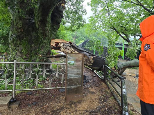 20일 오전 경기 고양시 덕양구 오금동에 있는 느티나무 가지가 부러져 길을 막아 관계 당국이 조치 중이다. /연합뉴스