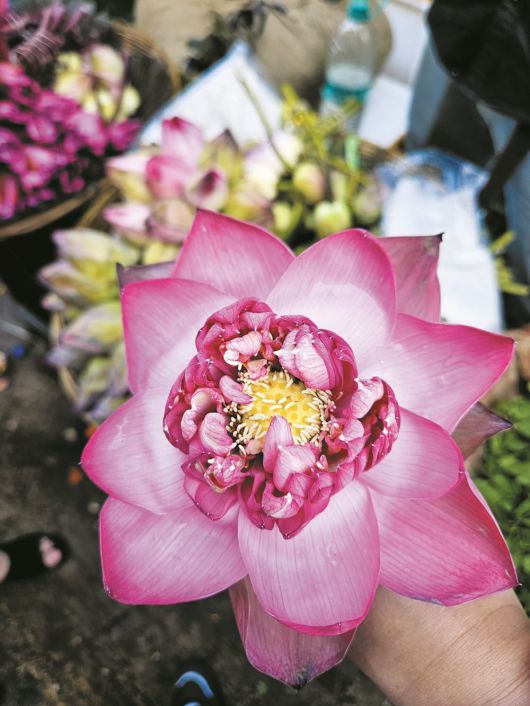 다다르 꽃시장에서는 종교와 민족, 행사에 맞는 다양한 꽃을 판다. /김성윤 기자