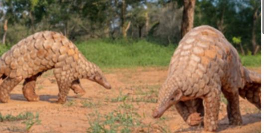 아프리카에 사는 천산갑 무리인 왕천산갑./U.S. Fish and Wildlife Service