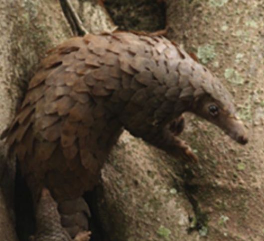 아프리카에 사는 천산갑 종류인 흰배천산갑./U.S. Fish and Wildlife Service