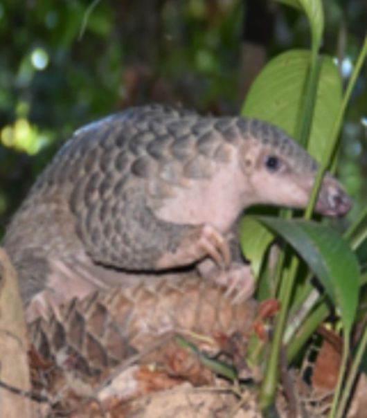 아시아에 사는 천산갑 무리인 순다천산갑./U.S. Fish and Wildlife Service