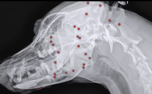 유기견 백구의 몸에 산탄총 파편이 박힌 모습./인스타그램