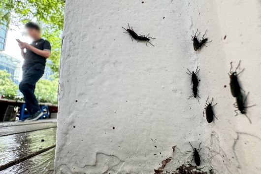 서울 도심에 출몰한 일명 '러브버그' 붉은등우단털파리의 모습. /뉴스1