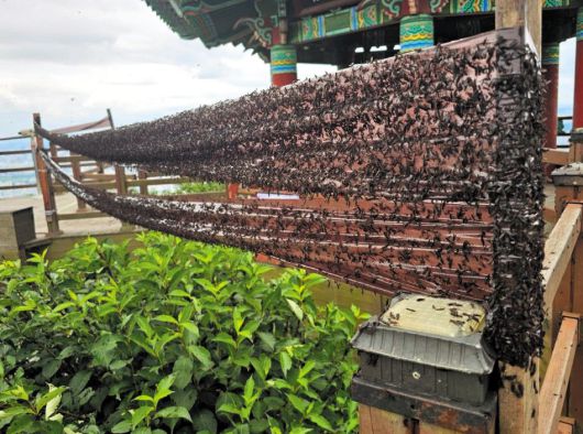 지난달 30일 인천 계양구 계양산에 설치된 끈끈이롤트랩(양면에 끈끈이가 있는 벌레잡이 테이프)에 러브버그 떼가 붙어 있다. 여름을 맞아 계양구를 포함한 수도권 일대에서 러브버그가 급증하자, 지자체들은 러브버그 개체 수를 줄이기 위한 대책에 고심 중이다./인천시 계양구