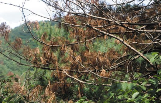 재선충병에 걸려 말라 죽은 잣나무. 재선충병에 걸리면 잎이 아래로 처지면서 죽는다