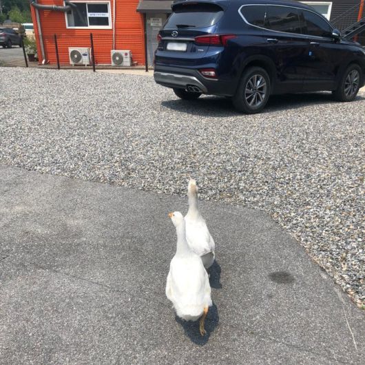 경기 평택의 한 철강공장에서 거위 두 마리가 공장 마당을 순찰하듯 돌아다니는 모습. /독자제공