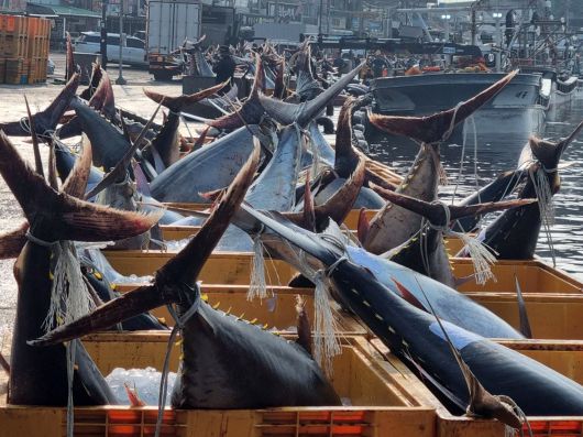 8일 경북 영덕군 강구항에서 어민들이 강구 앞 바다에서 잡힌  대형 참치들을 위판하기 위해 준비하고 있다. 참치들은 연안에서 약 20km 떨어진 곳에 쳐 둔 정치망 그물에 잡혔다. /뉴스1