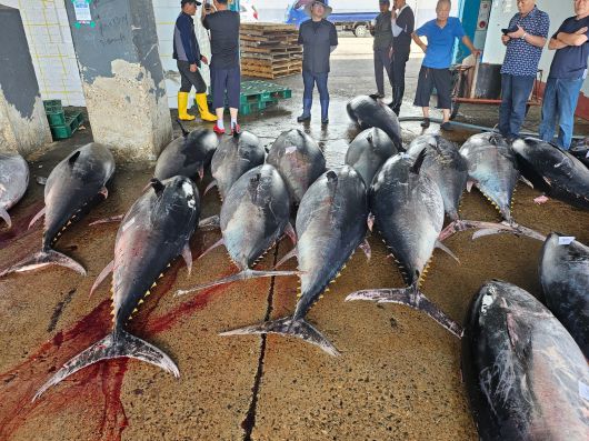 지난 6일 오전 영덕 강구면 삼사리 앞바다에서 정치망 선주 최모씨가 잡은 길이 1~1.8m, 마리당 130~150㎏에 달하는 참다랑어. 최씨가 잡은 참다랑어는 강구수협 위판장에서 3439만원에 낙찰됐다. /강구수협 제공.