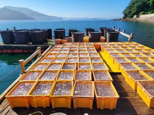 경남 고성군 앞바다가 뜨거워지면서 보름달물해파리가 대거 출현하고 있다. 이곳에서 멸치잡이를 하는 어민 정동일씨가 건져낸 해파리. /정동일씨