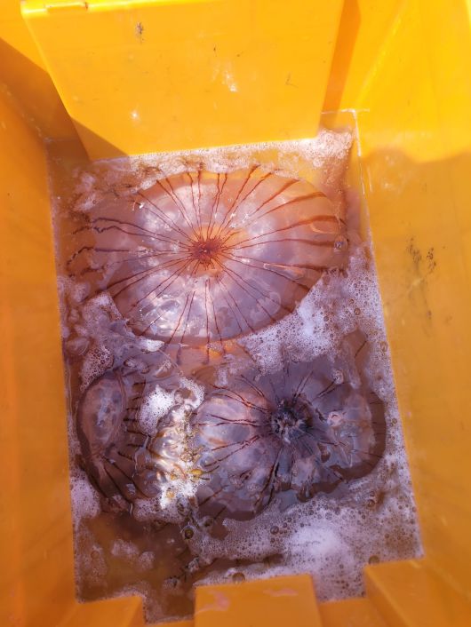 경남 고성군 앞바다가 뜨거워지면서 보름달물해파리가 대거 출현하고 있다. 이곳에서 멸치잡이를 하는 어민 정동일씨가 건져낸 해파리. /정동일씨