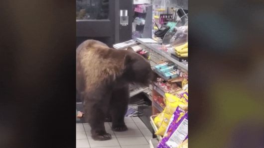 일본의 한 편의점에서 곰이 들어와 매대에 진열된 간식거리를 물고 나가고 있다. /유튜브