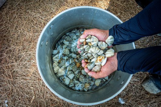 On July 3, Jang Chang-guk and his group visited Wonpyeong Beach in Gundeok-myeon, Samcheok, displaying the quantity of clams they collected in about 20 minutes from the sea./Kim Yong-jae