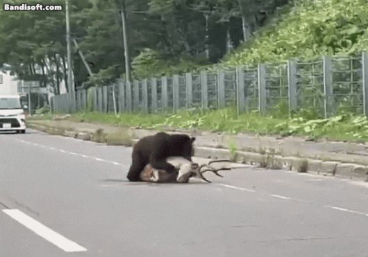 지난 27일 일본 홋카이도의 한 국도에서 사슴을 사냥하는 곰./ 엑스(X)